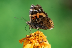 停留在黄色花蕊上的蛱蝶图片